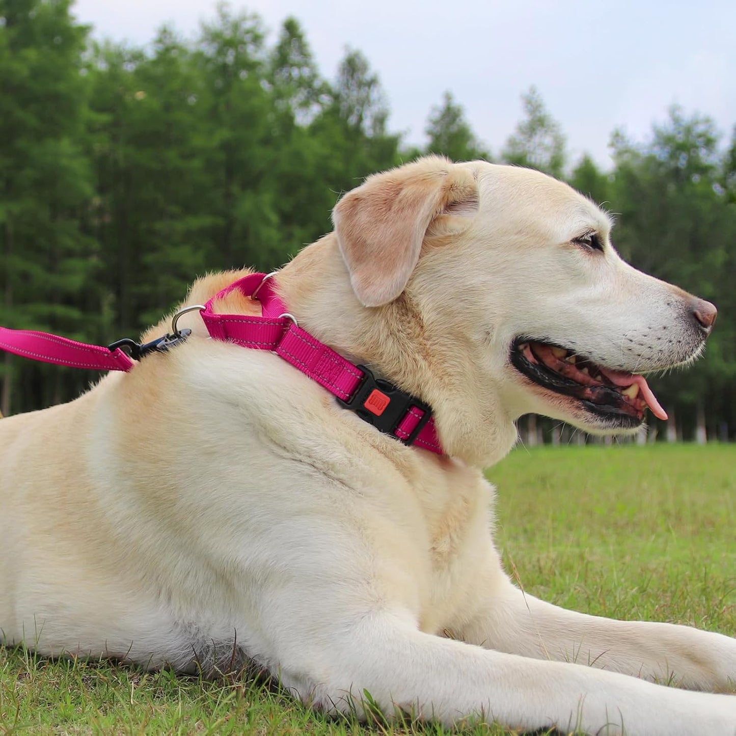 Martingale Collar for Dogs, Reflective Escape Proof Training Dog Collars with Safety Lock Buckle, No Slip Soft Nylon for Medium Pets, Hotpink, M
