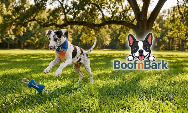 BoofnBark.com